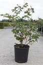 Hamamelis intermedia 'Diane' cont. 18L 80-100 cm +ф
