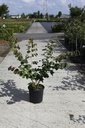 Hamamelis intermedia 'Diane' cont. 18L 80-100 cm +f
