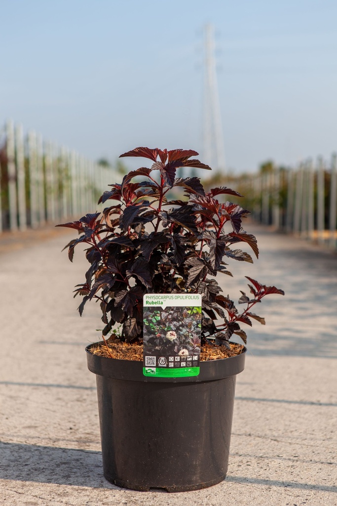 [P] Physocarpus opulifolius 'Rubella' (PBR) cont. 10L 60-80 cm +ф