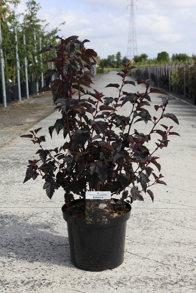 [P] Physocarpus opulifolius 'Rubella' (PBR) cont. 10L 60-80 cm +ф