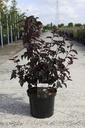 Physocarpus opulifolius 'Rubella' (PBR) cont. 10L 60-80 cm +p