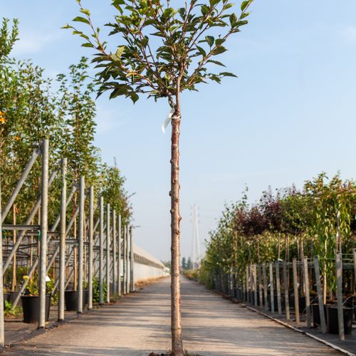 [P] Prunus 'Accolade' cont. 18L half standard +ф