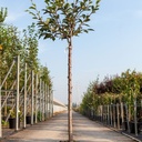 Prunus 'Accolade' cont. 18L half standard +ф