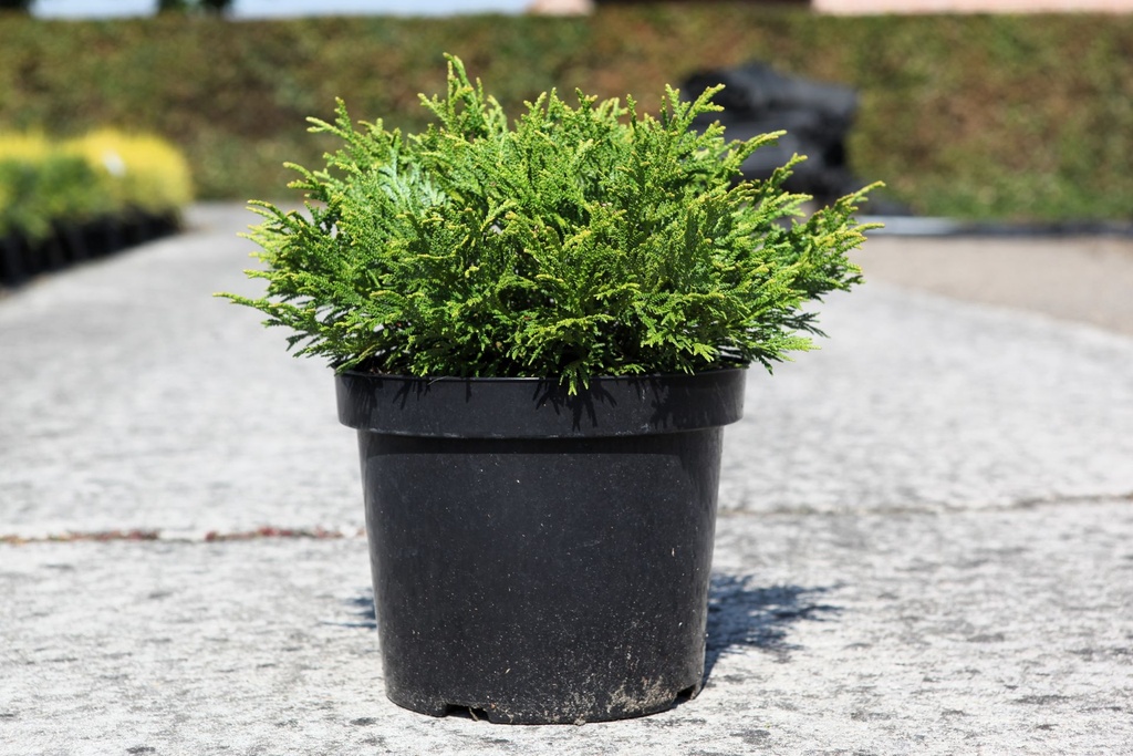 Thujopsis dolabrata 'Nana' cont. 7,5L 40/+ cm