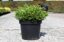 Thujopsis dolabrata 'Nana' cont. 7,5L 40/+ cm