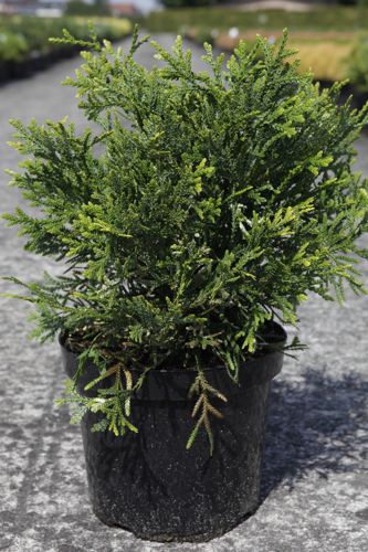 Thujopsis dolabrata cont. 7,5L 40/+ cm