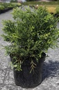 Thujopsis dolabrata cont. 7,5L 40/+ cm