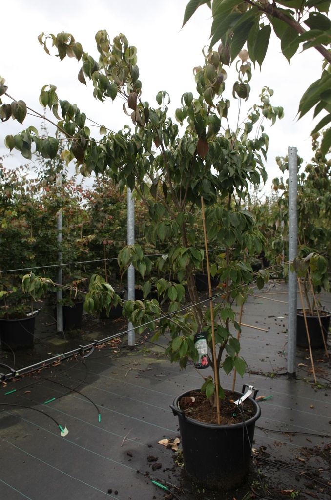 Cornus kousa 'Teutonia' cont. 50L 200/+ cm