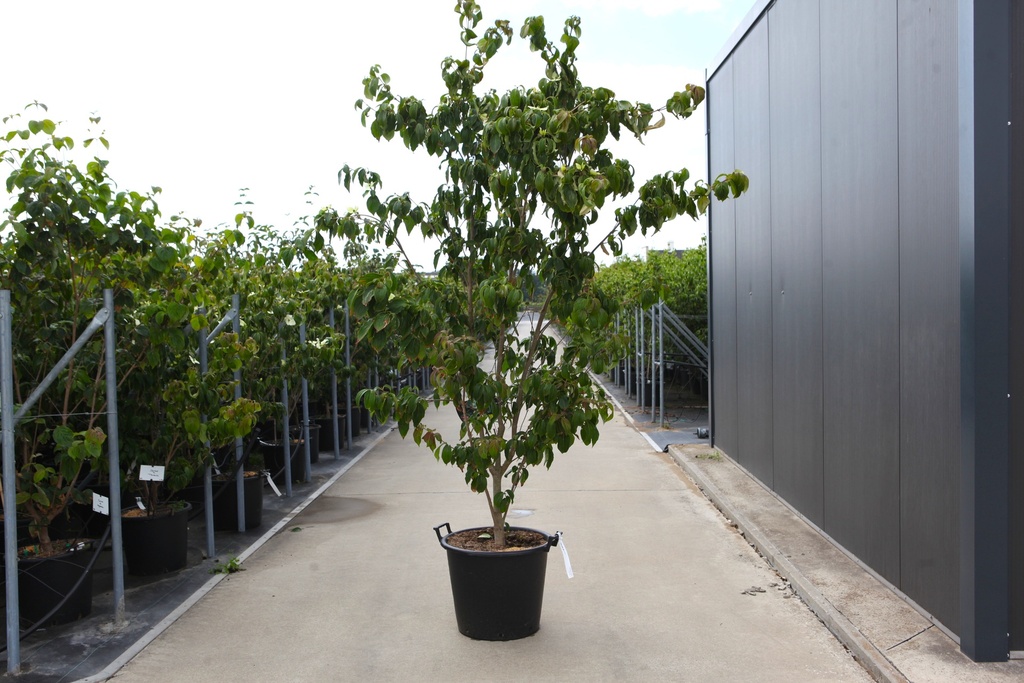 [P] Cornus kousa 'Teutonia' cont. 50L 200/+ cm