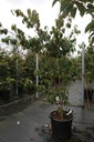 Cornus kousa 'Teutonia' cont. 50L 200/+ cm