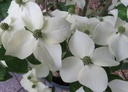 Cornus kousa 'Teutonia' cont. 50L 200/+ cm