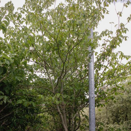 [P] Cornus controversa cont. 90L 275/+ cm Multistamm