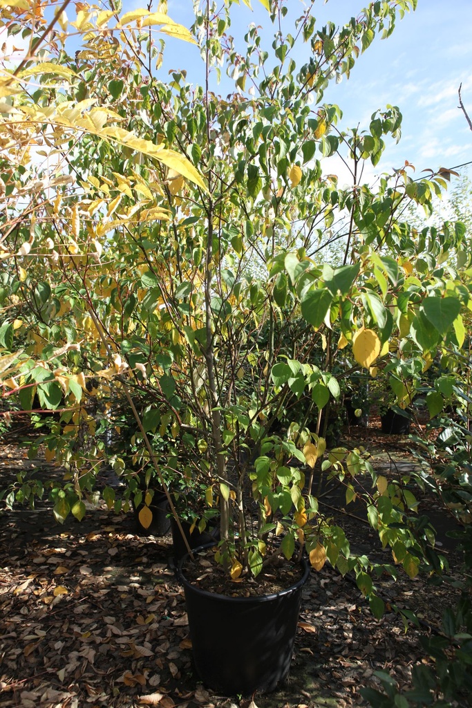 [P] Cornus controversa cont. 90L 275/+ cm multi-troncs