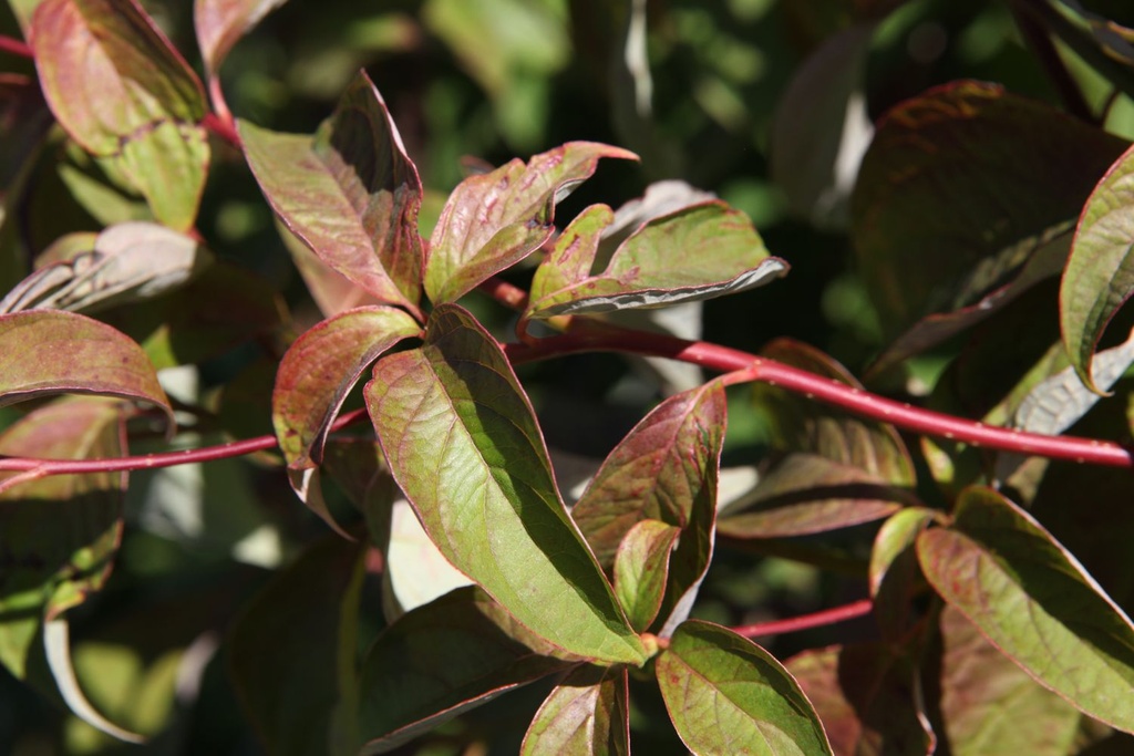 Cornus controversa cont. 90L 275/+ cm multistam