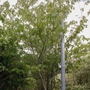 Cornus controversa cont. 90L 275/+ cm Multistamm