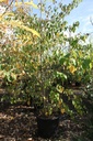 Cornus controversa cont. 90L 275/+ cm multi-troncs