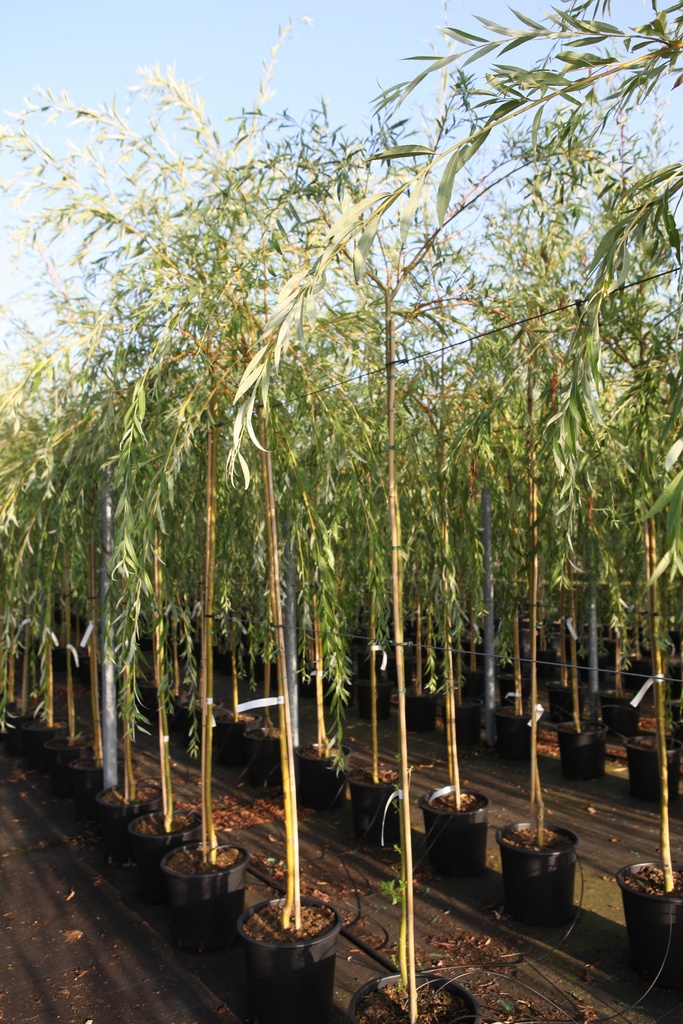 [P] Salix sepulcralis 'Chrysocoma (Tristis)' cont. 25L tige haute 8-10