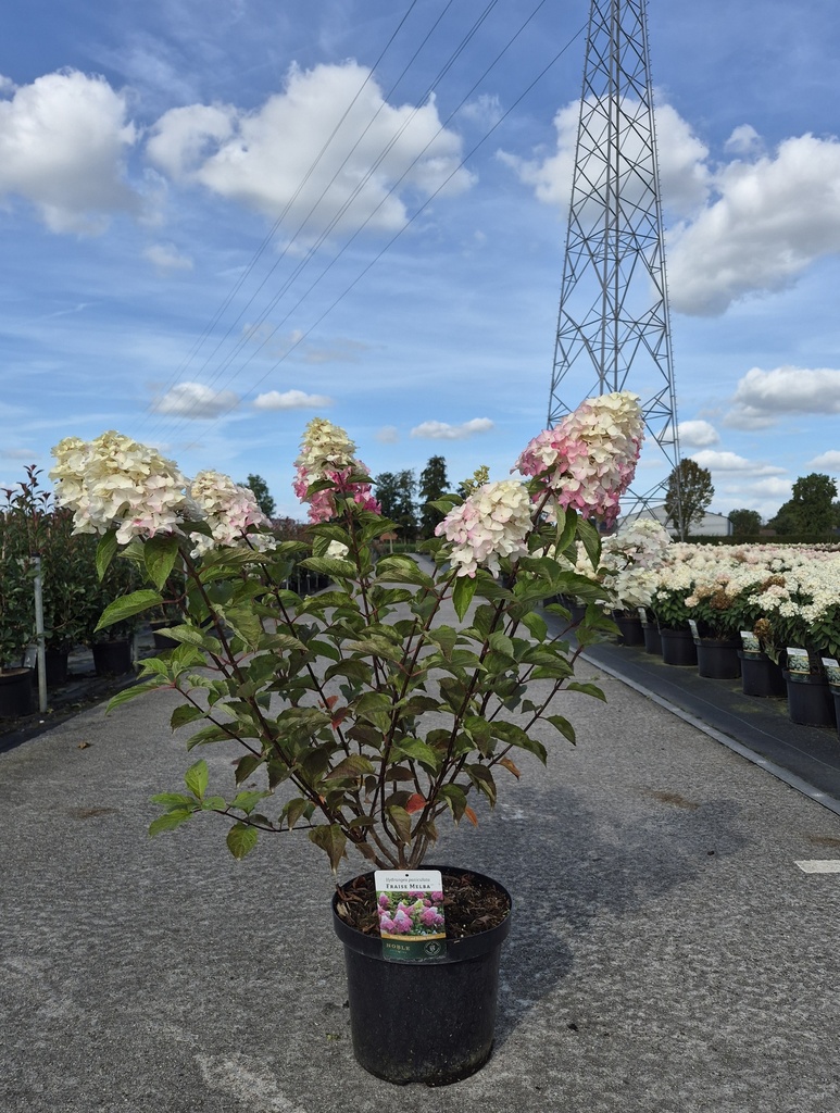 [P] Hydrangea paniculata FRAISE MELBA (PBR) cont. 10L 50-60 cm +ф