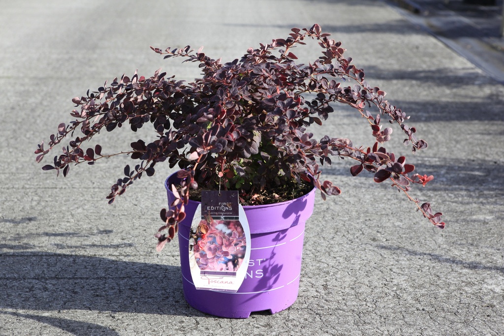 [P] Berberis thunbergii First Editions® 'Toscana' cont. 10L deco 40-50 cm +B