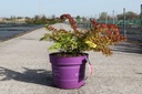 Berberis thunbergii First Editions® 'Toscana' cont. 10L deco 40-50 cm +ф