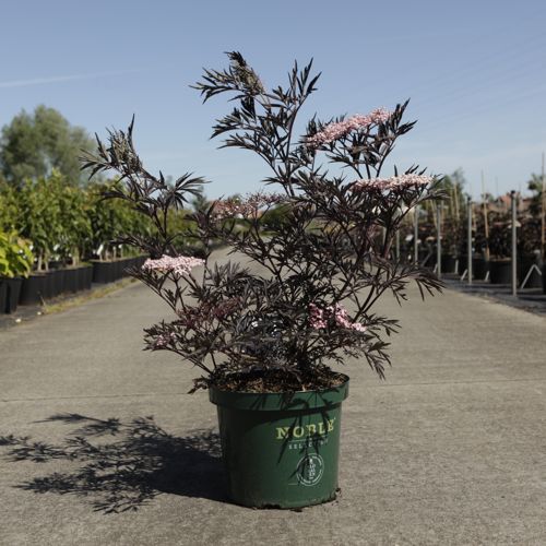 [P] Sambucus nigra BLACK LACE (PBR) cont. 10L deco 60-80 cm +p