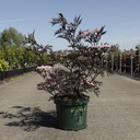 Sambucus nigra BLACK LACE (PBR) cont. 10L déco 60-80 cm +p