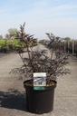 Sambucus nigra BLACK LACE (PBR) cont. 10L deco 60-80 cm +ф