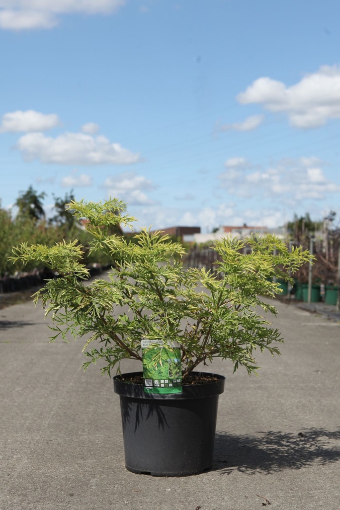 Sambucus nigra GOLDEN TOWER (PBR) cont. 10L 60-80 cm +ф