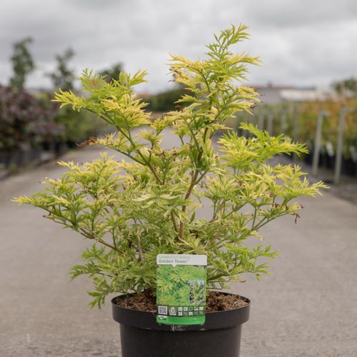 [P] Sambucus nigra GOLDEN TOWER (PBR) cont. 10L 60-80 cm +B