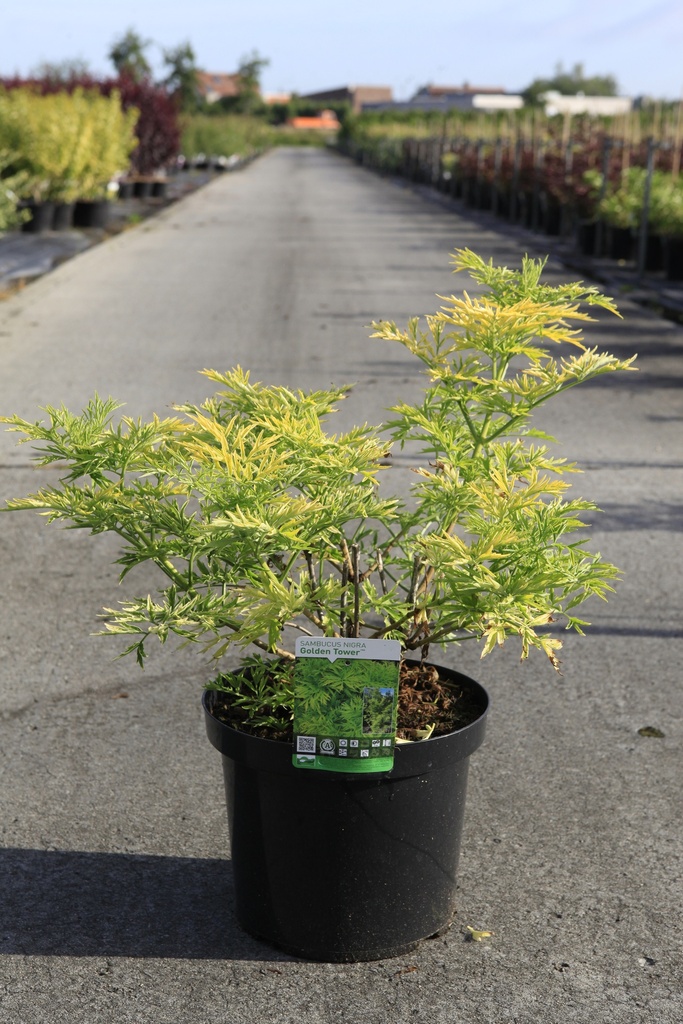 [P] Sambucus nigra GOLDEN TOWER (PBR) cont. 10L 60-80 cm +f