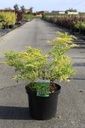 Sambucus nigra GOLDEN TOWER (PBR) cont. 10L 60-80 cm +ф