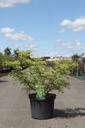 Sambucus nigra GOLDEN TOWER (PBR) cont. 10L 60-80 cm +ф