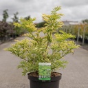 Sambucus nigra GOLDEN TOWER (PBR) cont. 10L 60-80 cm +p