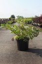 Sambucus nigra 'Haschberg' cont. 10L 80/+ cm +f
