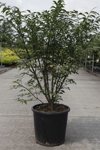 [P] Euonymus alatus 'Compactus' cont. 25L 80-100 cm +ф