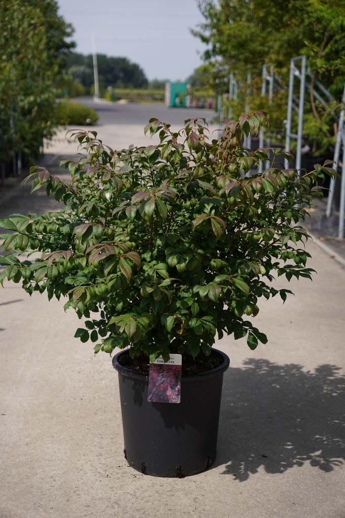 Euonymus alatus 'Compactus' cont. 25L 80-100 cm +B