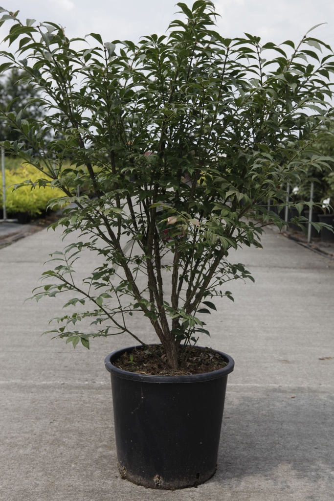 Euonymus alatus 'Compactus' cont. 25L 80-100 cm +f