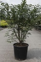 Euonymus alatus 'Compactus' cont. 25L 80-100 cm +ф