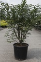 Euonymus alatus 'Compactus' cont. 25L 80-100 cm +B