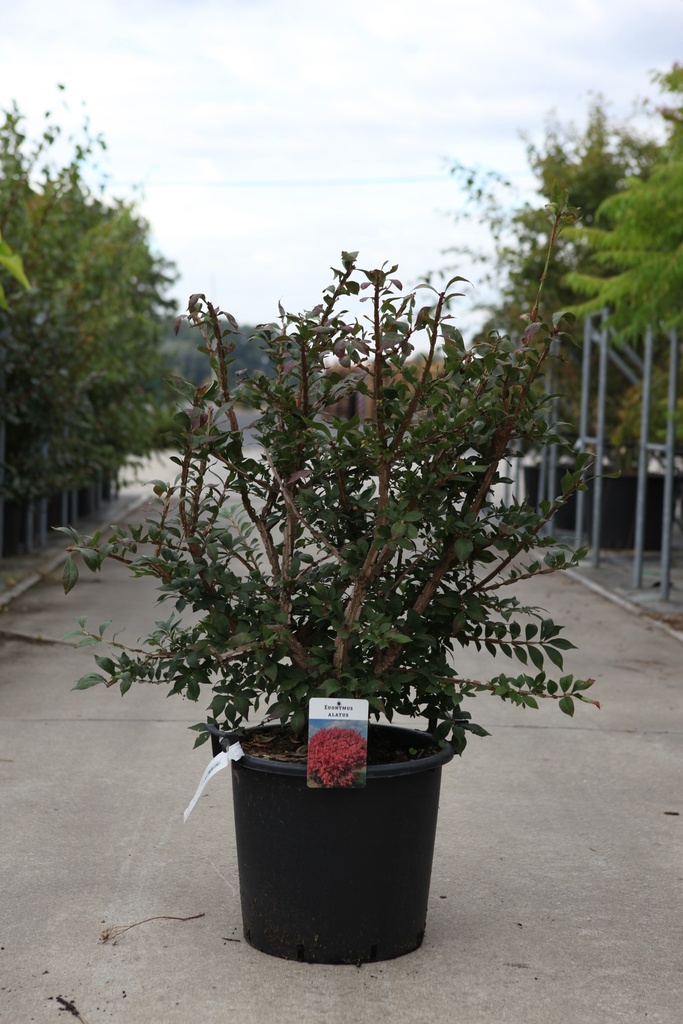 [P] Euonymus alatus cont. 30L 100/+ cm +p