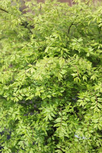 Euonymus alatus cont. 30L 100/+ cm +p