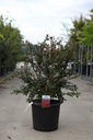Euonymus alatus kont. 30L 100/+ cm +f