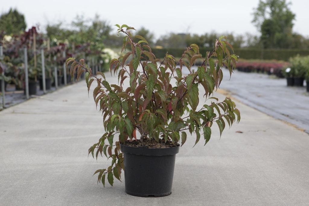 Stachyurus chinensis 'Joy Forever' cont. 10L 60/+ cm +ф