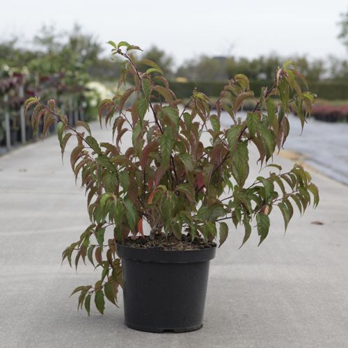 Stachyurus chinensis 'Joy Forever' cont. 10L 60/+ cm +B