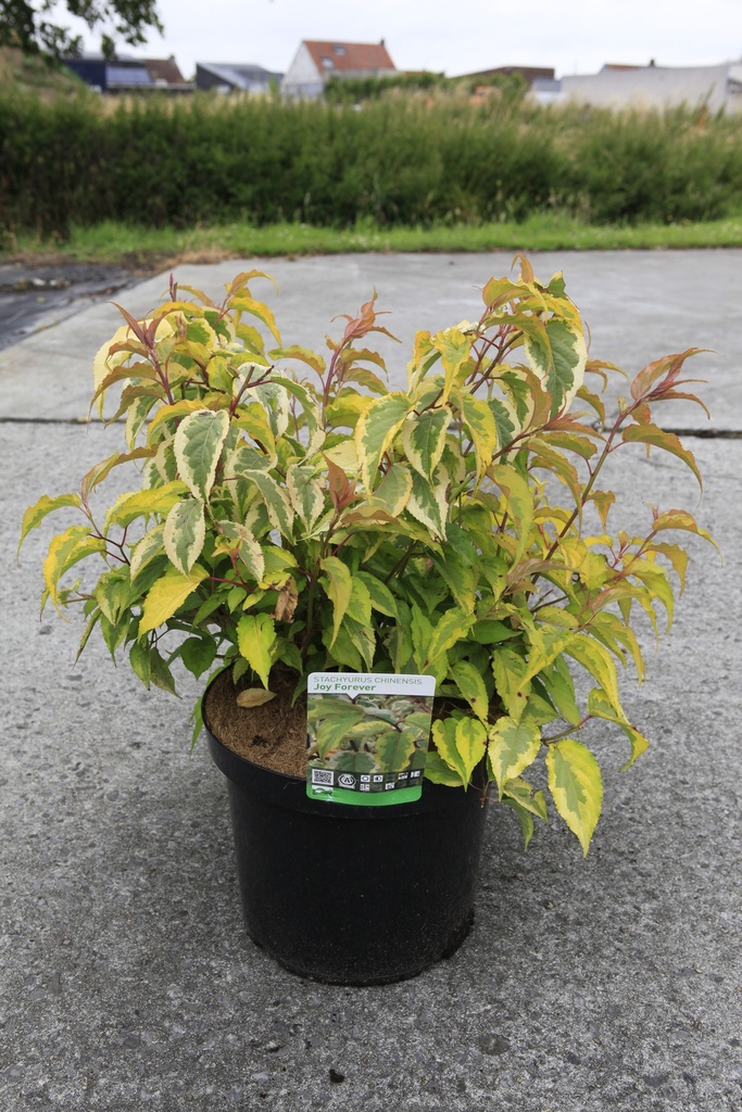 Stachyurus chinensis 'Joy Forever' cont. 10L 60/+ cm +f