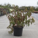 Stachyurus chinensis 'Joy Forever' cont. 10L 60/+ cm +B