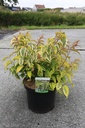Stachyurus chinensis 'Joy Forever' cont. 10L 60/+ cm +f