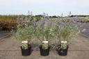 Caryopteris clandonensis 'Heavenly Blue' cont. 3,6L 30-40 cm +p