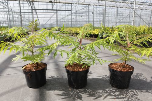 Rhus typhina First Editions® TIGER EYES® (PBR) cont. 3,6L deco 40/+ cm +p