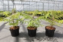 Rhus typhina First Editions® TIGER EYES® (PBR) cont. 3,6L deco 40/+ cm +ф